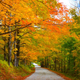 Illustration for article titled 76 Stunning Photos Of Fall Leaves